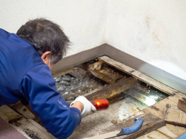 Best Commercial Mold Inspection  in Wolfforth, TX